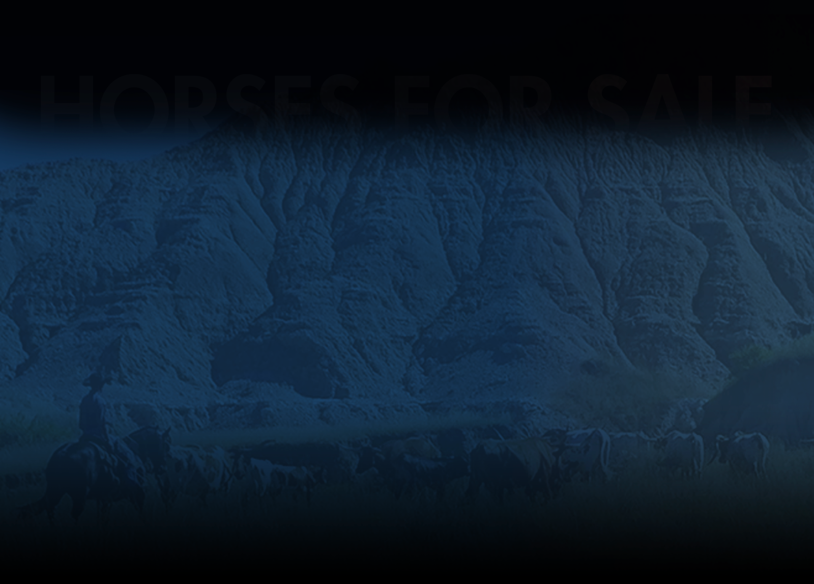 Horses for Sale Background Image