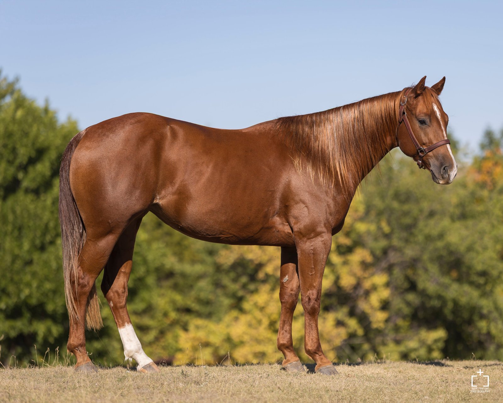 Pay The Cattie - Sampson Ranch